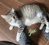 Jax #chunky-gent - Photo 1
