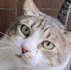 Jax #chunky-gent - Photo 2