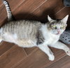 Jax #chunky-gent - Photo 3