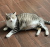 Jax #chunky-gent - Photo 6