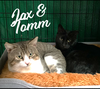 adoptable Cat in  named Tomm & Jax #bonded-brothers