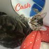 adoptable Cat in  named Cash #couch-potato