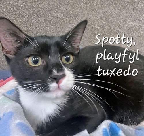 picture of the cat needing adoption