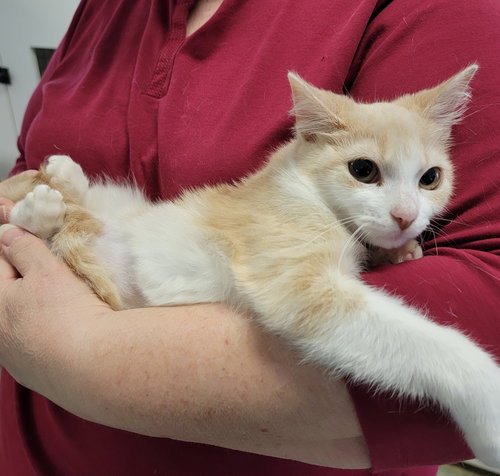 TIPPY #TUNNEL-WHIZ - Tabby / Domestic Short Hair available for adoption
