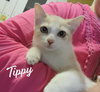 Tippy #tunnel-whiz - Photo 1