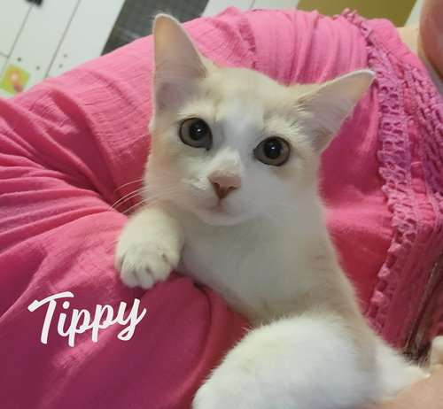 picture of the cat needing adoption
