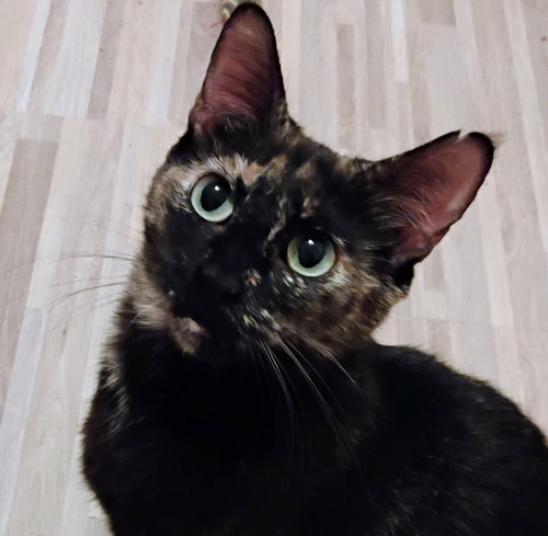 ZIVA #LOVEY-DOVEY - Tortoiseshell / Domestic Short Hair available for adoption