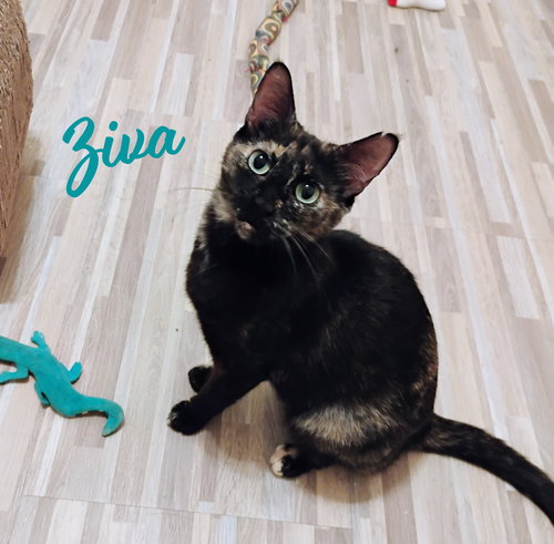 ZIVA #LOVEY-DOVEY - Tortoiseshell / Domestic Short Hair available for adoption