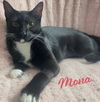 adoptable Cat in  named Mona #queen-bee