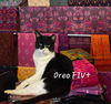 adoptable Cat in  named Oreo #smarter-than-the-average-cat