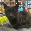 Lilly #mini-panther - Photo 2