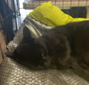Lilly #mini-panther - Photo 3