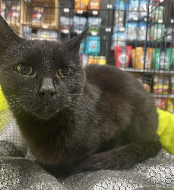 Lilly #mini-panther