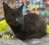 adoptable Cat in  named Lilly #mini-panther