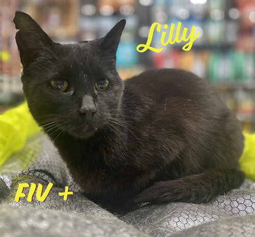 LILLY #MINI-PANTHER - Bombay / Domestic Short Hair available for adoption