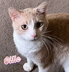 Ollie #cozy-snuggler - Photo 4