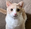 Ollie #cozy-snuggler - Photo 2