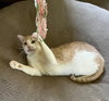 Ollie #cozy-snuggler - Photo 3