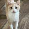 Ollie #cozy-snuggler - Photo 5