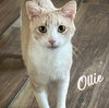 Ollie #cozy-snuggler - Photo 1