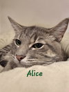 Alice #queen-of-hearts - Photo 2