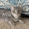 Alice #queen-of-hearts - Photo 1