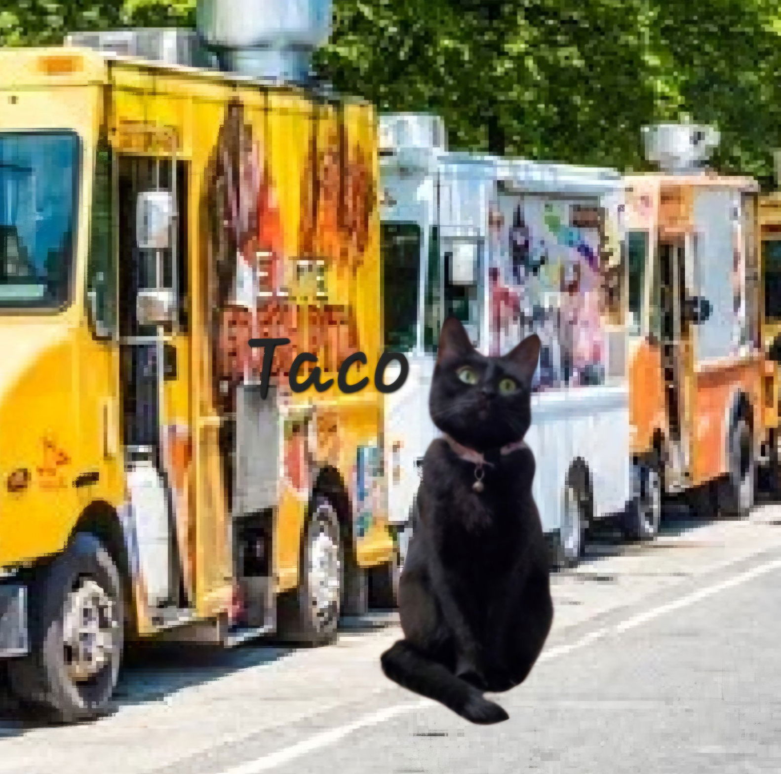 adoptable Cat in Sugar Land, TX named Taco #miss-foodie