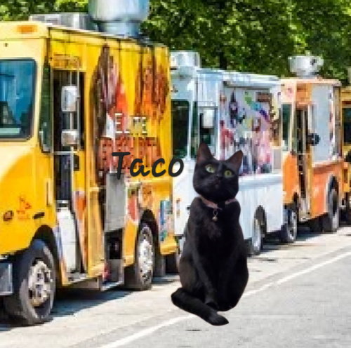 picture of the cat needing adoption