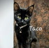 Taco #miss-foodie - Photo 3