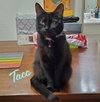 Taco #miss-foodie - Photo 1