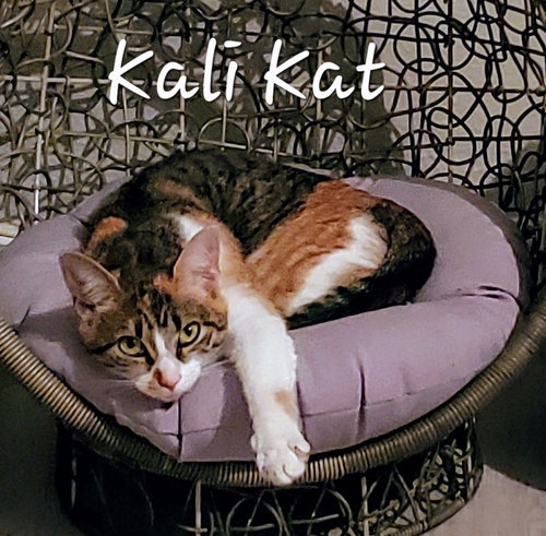 picture of the cat needing adoption