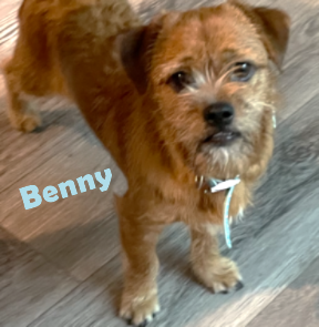 Benny #your-very-own-Toto