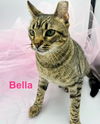 adoptable Cat in houston, TX named Bella #Total-Lap-Cat
