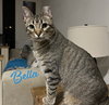 Bella #total-lap-cat - Photo 1