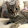 Bella #total-lap-cat - Photo 2