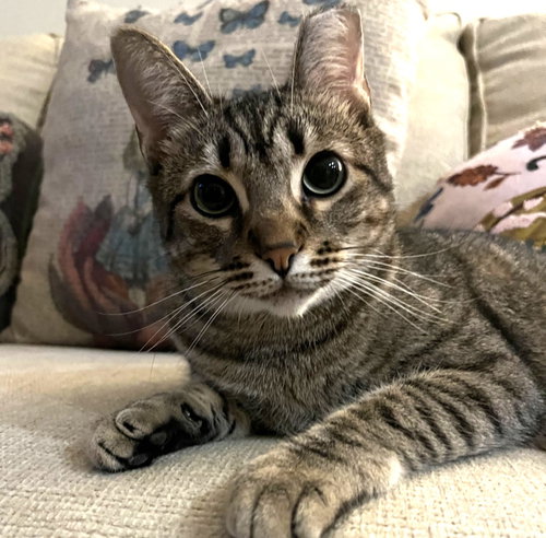 BELLA #TOTAL-LAP-CAT - Tabby / Domestic Short Hair available for adoption