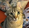 Bella #total-lap-cat - Photo 3