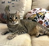 Bella #total-lap-cat - Photo 4