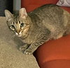 Bella #total-lap-cat - Photo 5