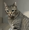 Bella #total-lap-cat - Photo 6
