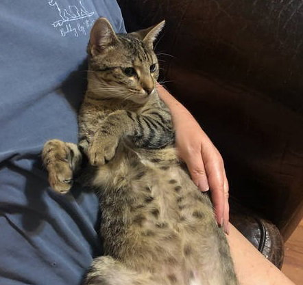 Aster #the-acro-cat