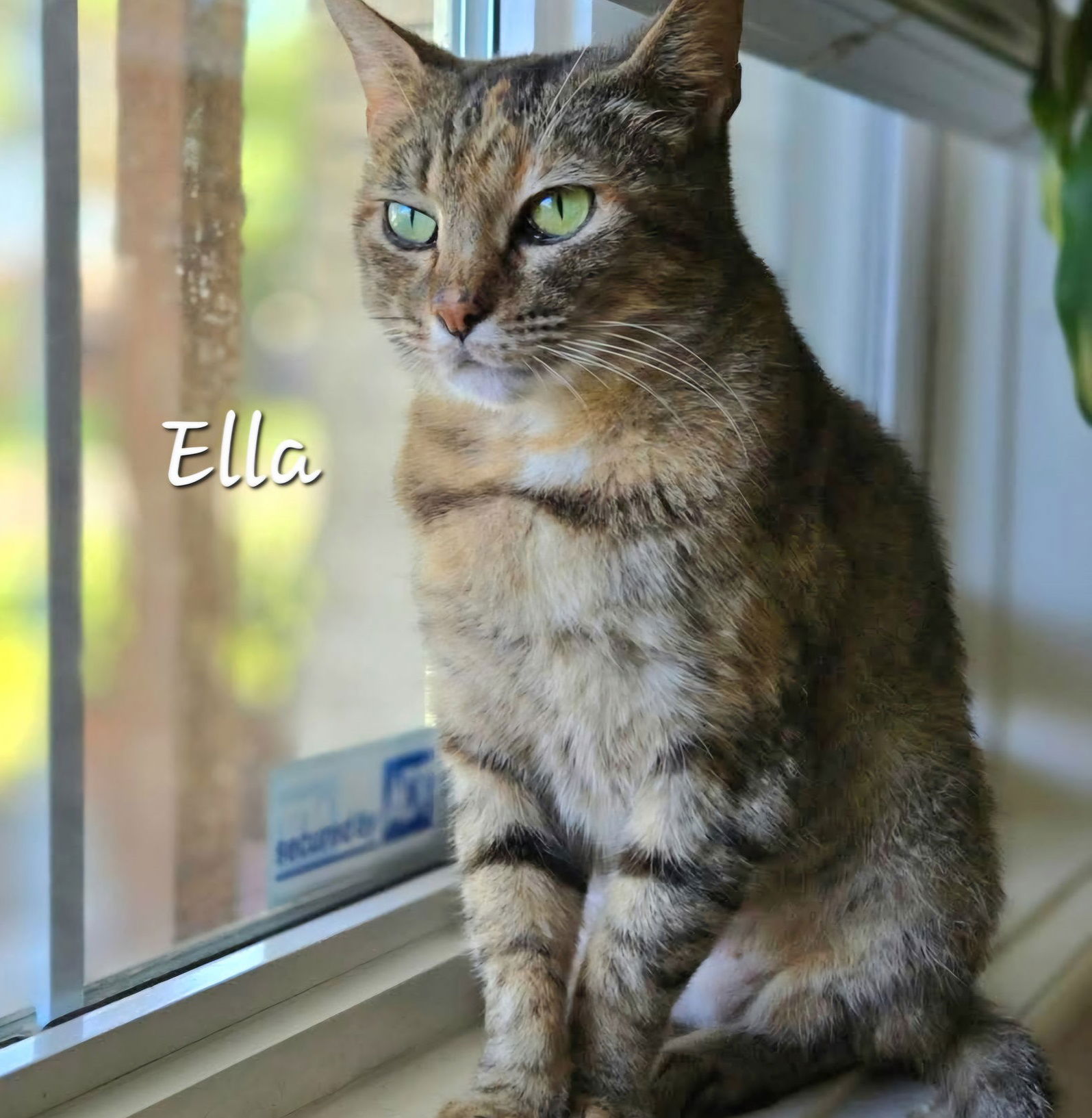 adoptable Cat in Houston, TX named Ella #thoughtful-torbie