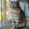 adoptable Cat in  named Ella #thoughtful-torbie