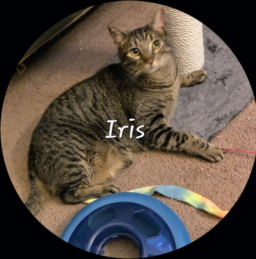 IRIS #KING-OF-COZY - Tabby available for adoption