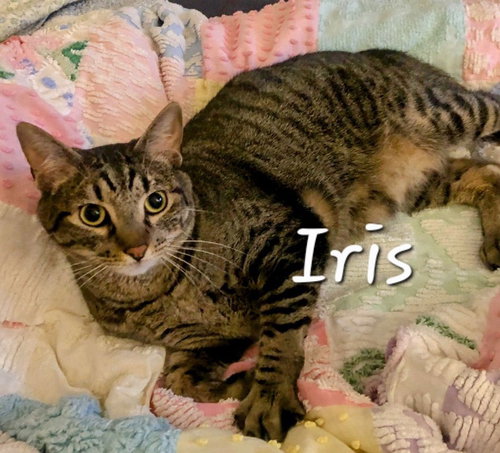 IRIS #KING-OF-COZY - Tabby available for adoption