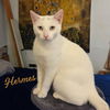 adoptable Cat in  named Hermes #charming-four