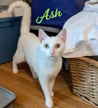 adoptable Cat in Houston, TX named Ash #charming-four