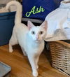 adoptable Cat in  named Ash #charming-four