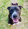 adoptable Dog in  named Jack #booty-wiggler