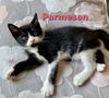 adoptable Cat in  named Parmesan #la-dolce-vita